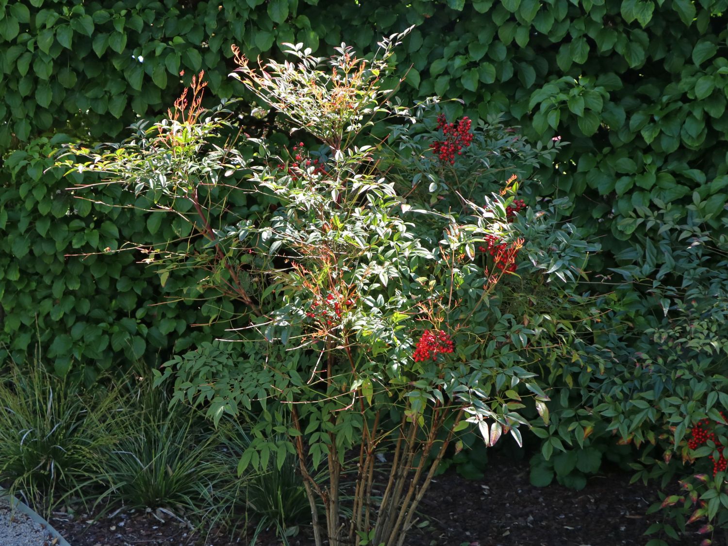 Heiliger Bambus / Himmelsbambus - Nandina domestica