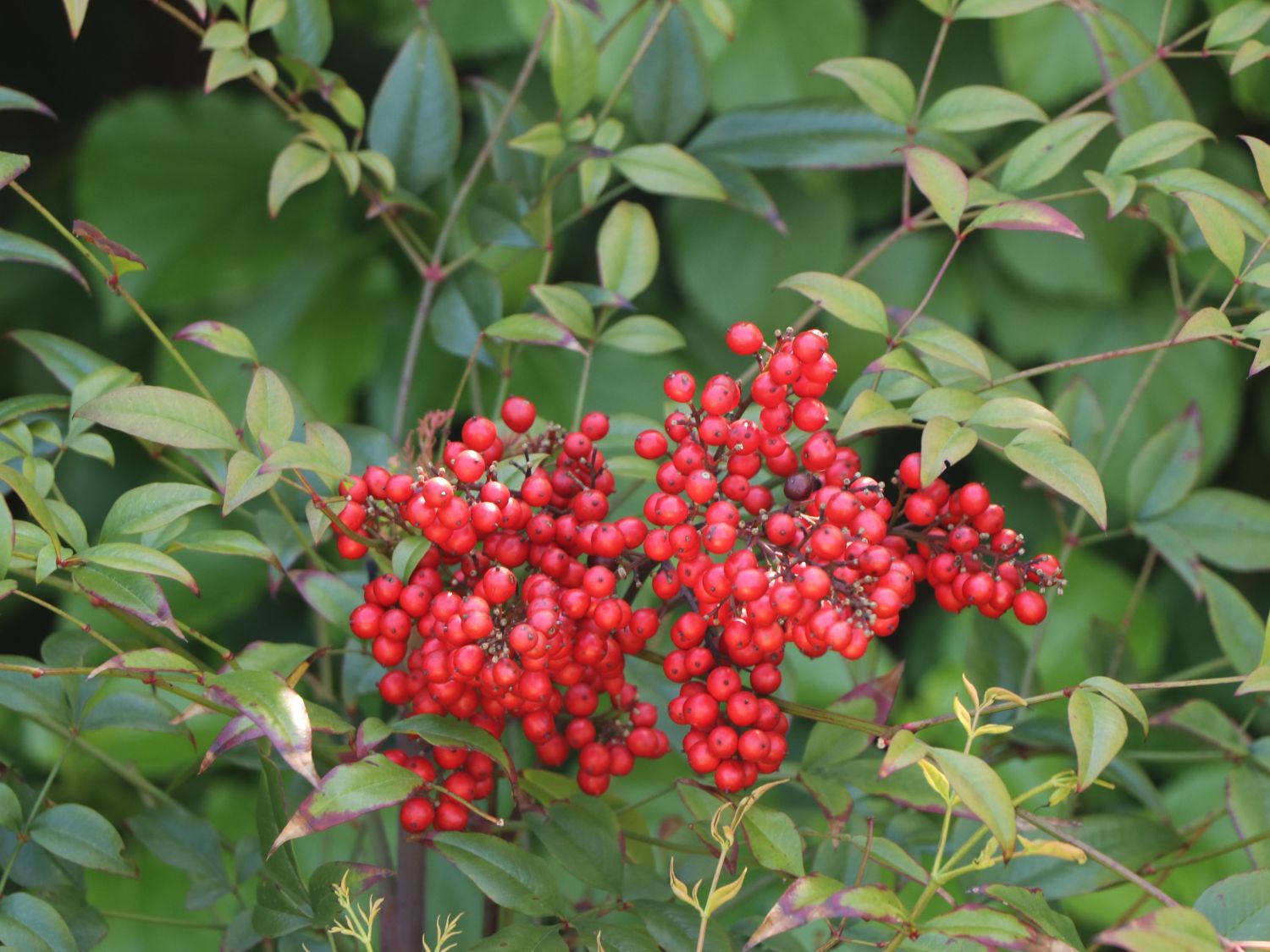 Heiliger Bambus / Himmelsbambus - Nandina domestica