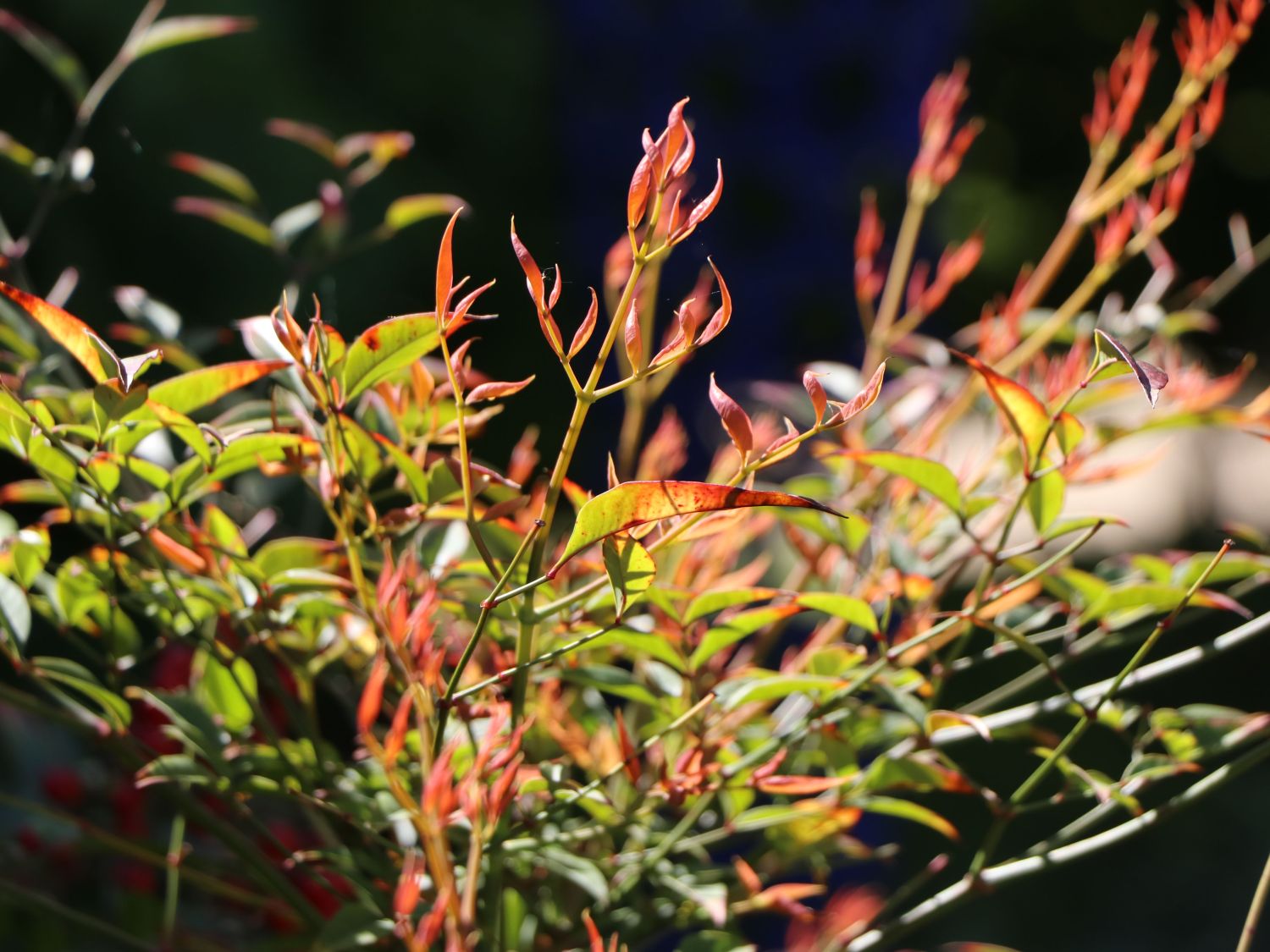Heiliger Bambus / Himmelsbambus - Nandina domestica