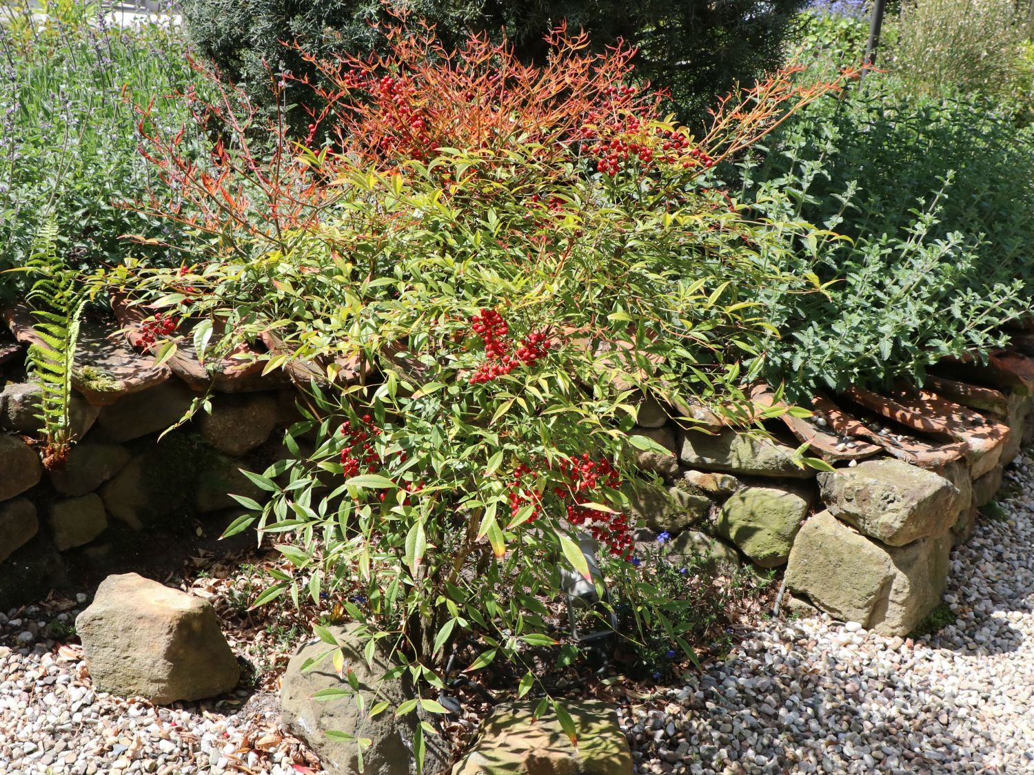 Heiliger Bambus / Himmelsbambus - Nandina domestica