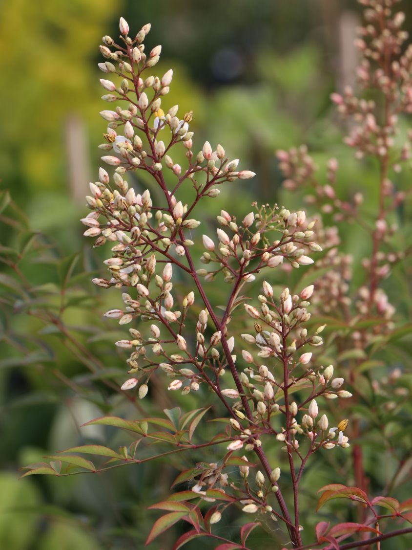 Heiliger Bambus / Himmelsbambus - Nandina domestica