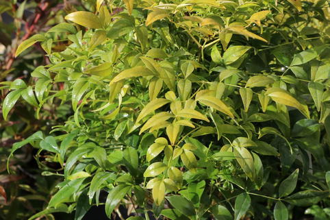 Heiliger Bambus / Himmelsbambus 'Magical Lemon an Lime' ® - Nandina domestica 'Magical Lemon and Lime' ®