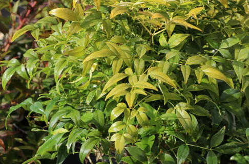 Heiliger Bambus / Himmelsbambus 'Magical Lemon an Lime' ® - Nandina domestica 'Magical Lemon and Lime' ®