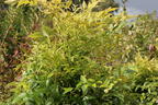 Heiliger Bambus / Himmelsbambus 'Magical Lemon an Lime' ® - Nandina domestica 'Magical Lemon and Lime' ®