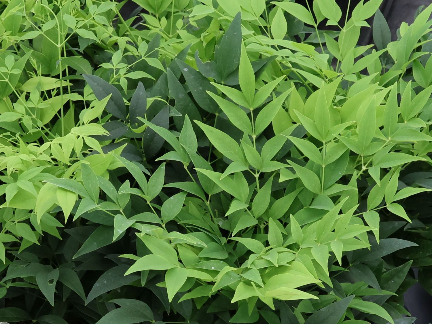 Heiliger Bambus / Himmelsbambus 'Magical Lemon an Lime' ® - Nandina domestica 'Magical Lemon and Lime' ®