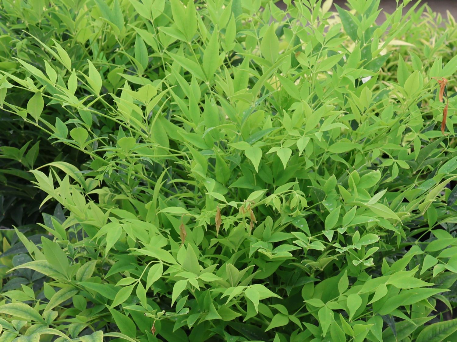 Heiliger Bambus / Himmelsbambus 'Magical Lemon an Lime' ® - Nandina domestica 'Magical Lemon and Lime' ®