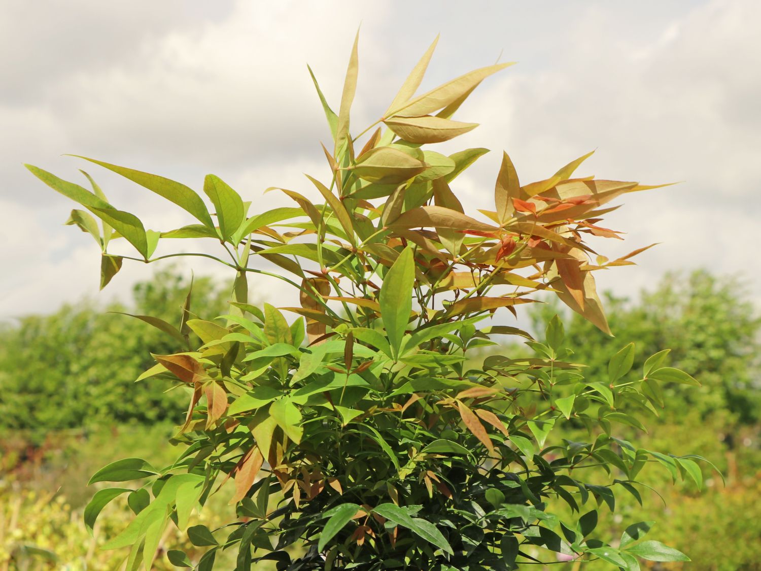 Heiliger Bambus / Himmelsbambus 'Sienna Sunrise' ® - Nandina domestica 'Sienna Sunrise' ®