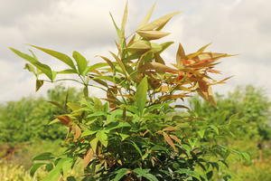 Heiliger Bambus / Himmelsbambus 'Sienna Sunrise' ®