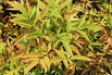 Heiliger Bambus / Himmelsbambus 'Sienna Sunrise' ® - Nandina domestica 'Sienna Sunrise' ®