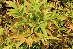 Heiliger Bambus / Himmelsbambus 'Sienna Sunrise' ® - Nandina domestica 'Sienna Sunrise' ®