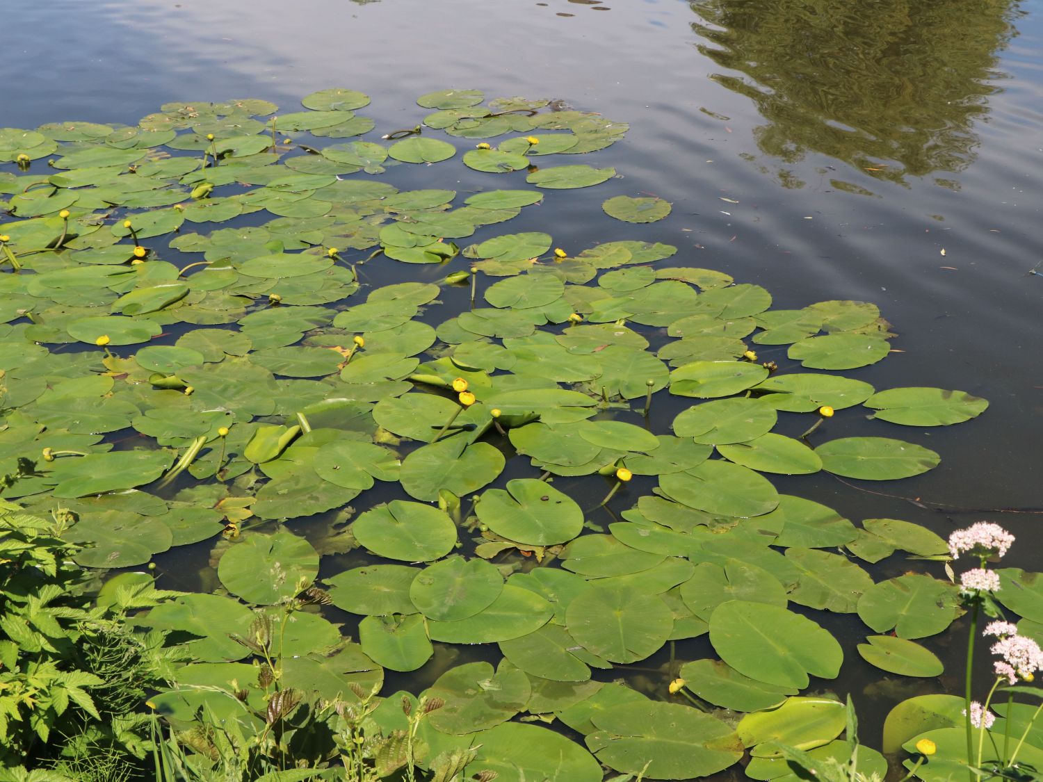 Heimische Große Teichrose