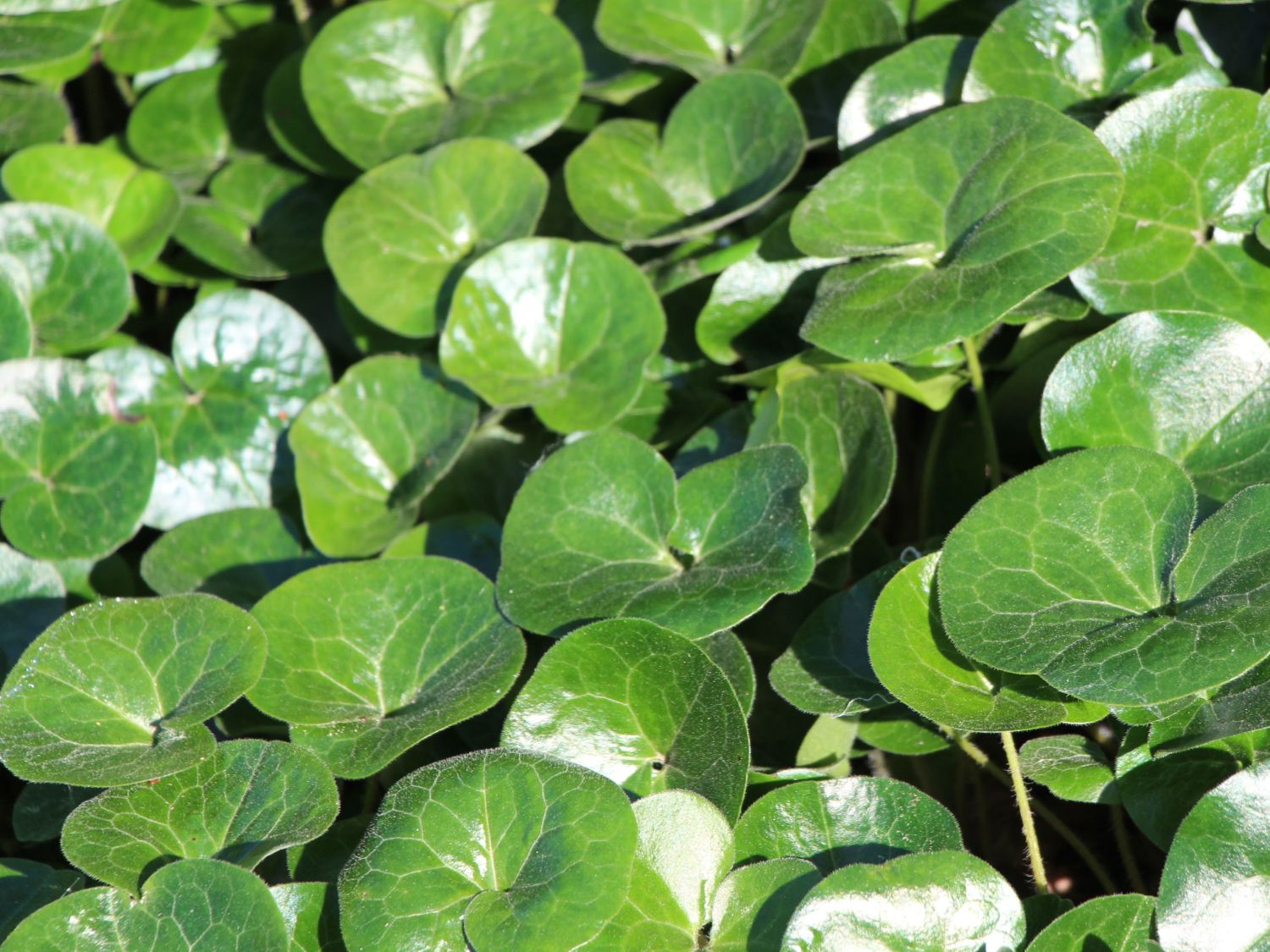 Pfefferartige (Piperales)