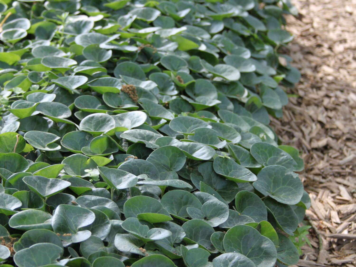 Haselwurzen (Asarum)