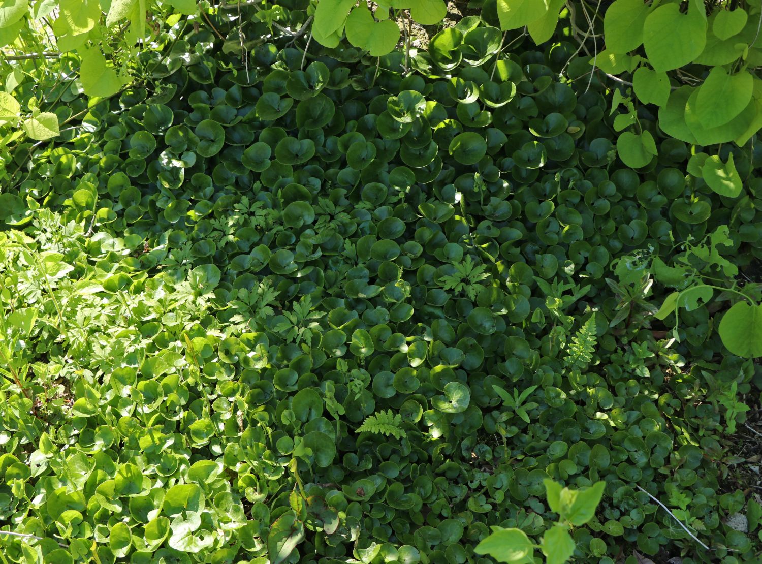Heimische Haselwurz (Asarum europaeum) für Deinen Garten!