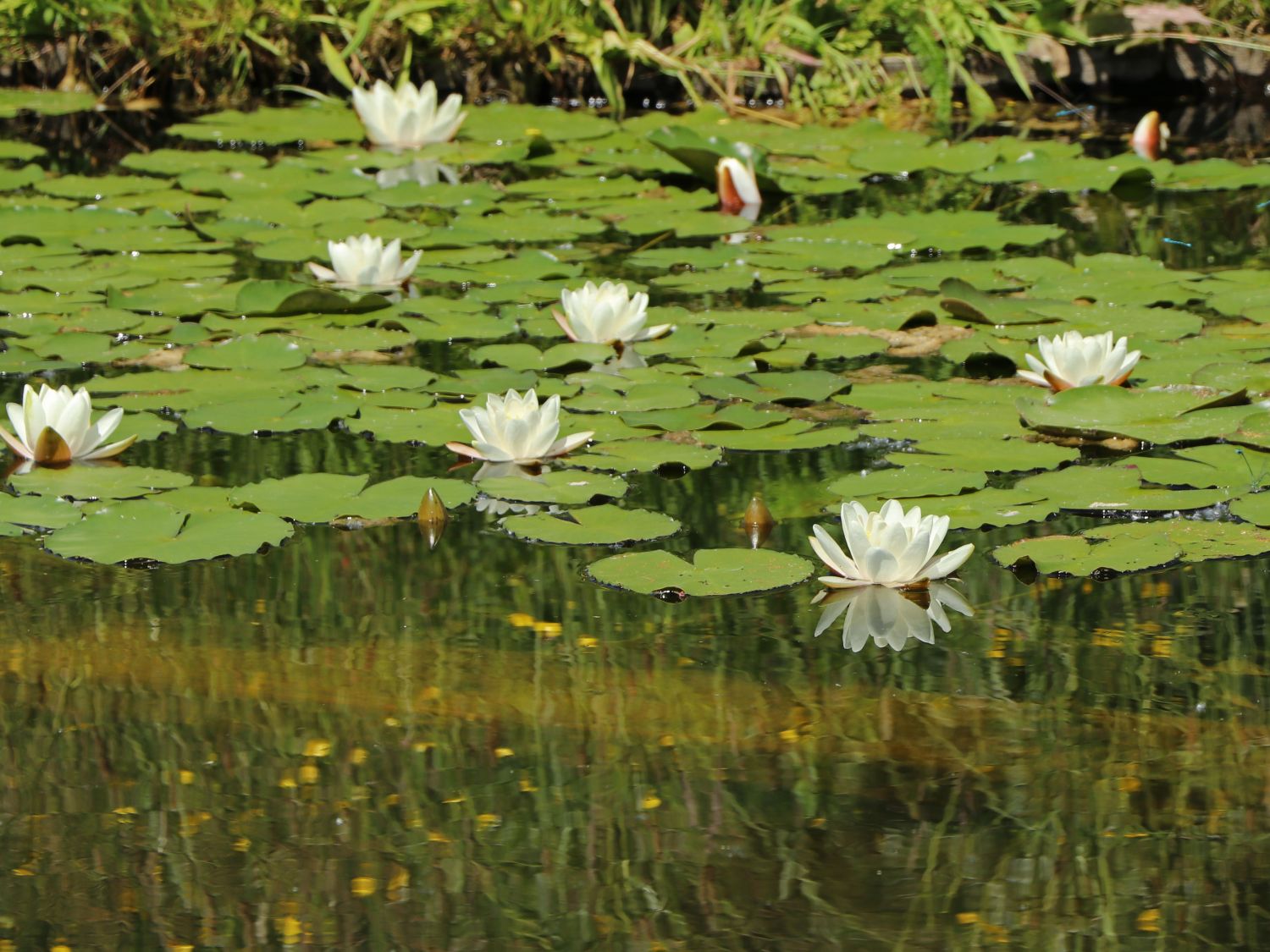 Heimische weiße Seerose - Nymphaea alba