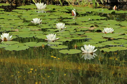 Heimische weiße Seerose - Nymphaea alba