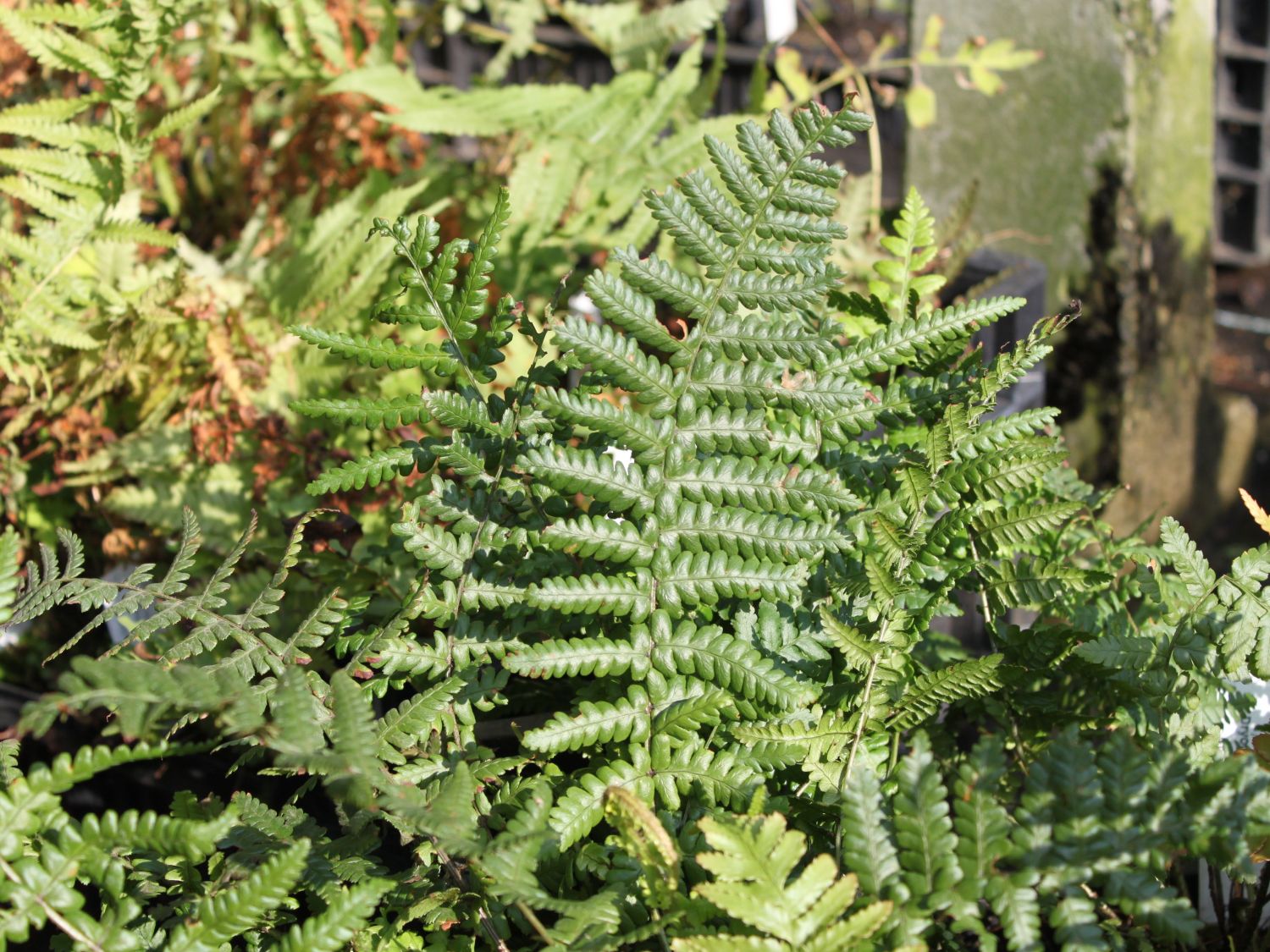 Heimischer Goldschuppenfarn - Dryopteris affinis