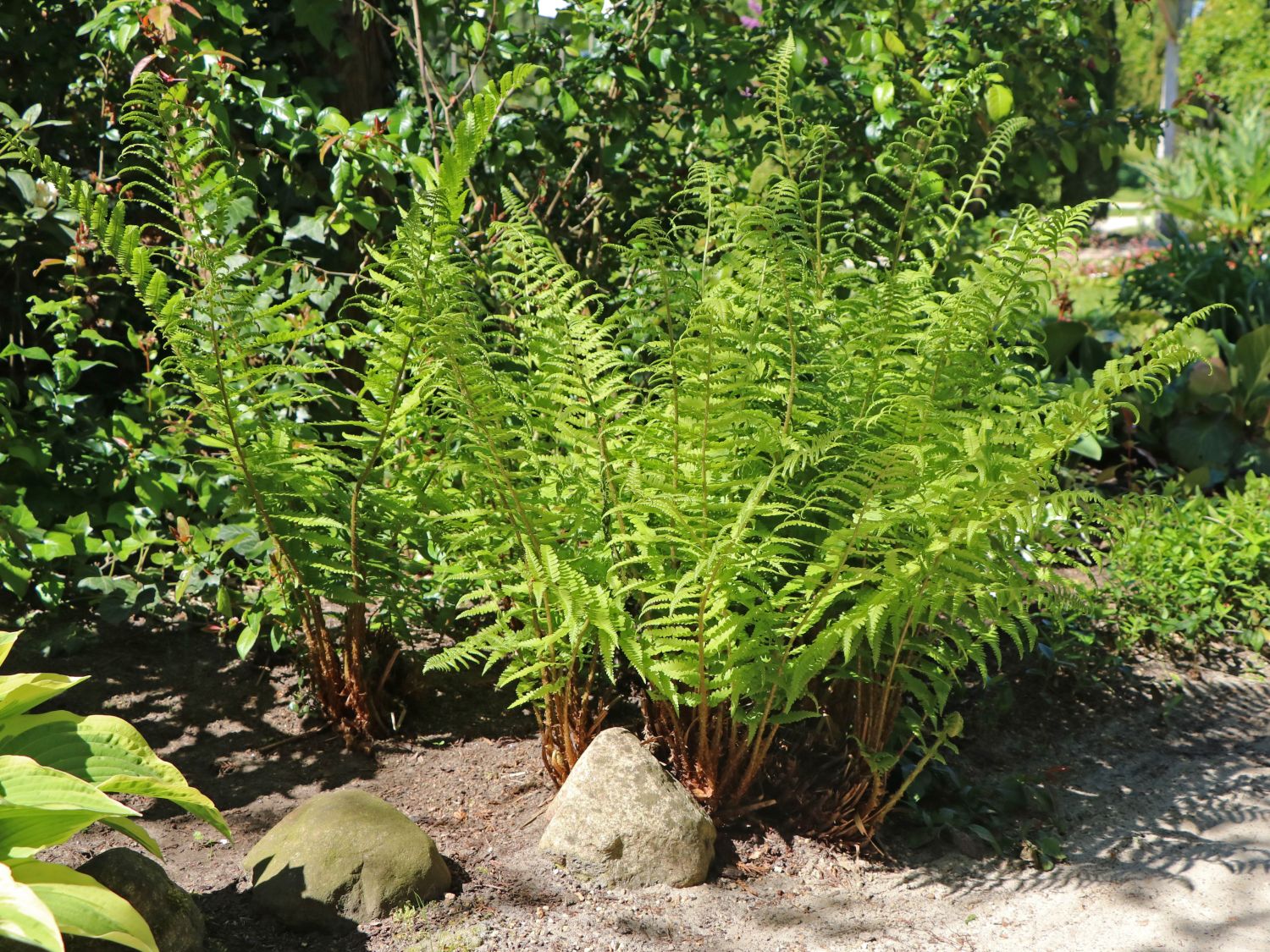 Heimischer Wurmfarn - Dryopteris filix-mas