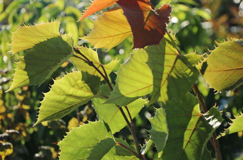 Henrys Linde - Tilia henryana