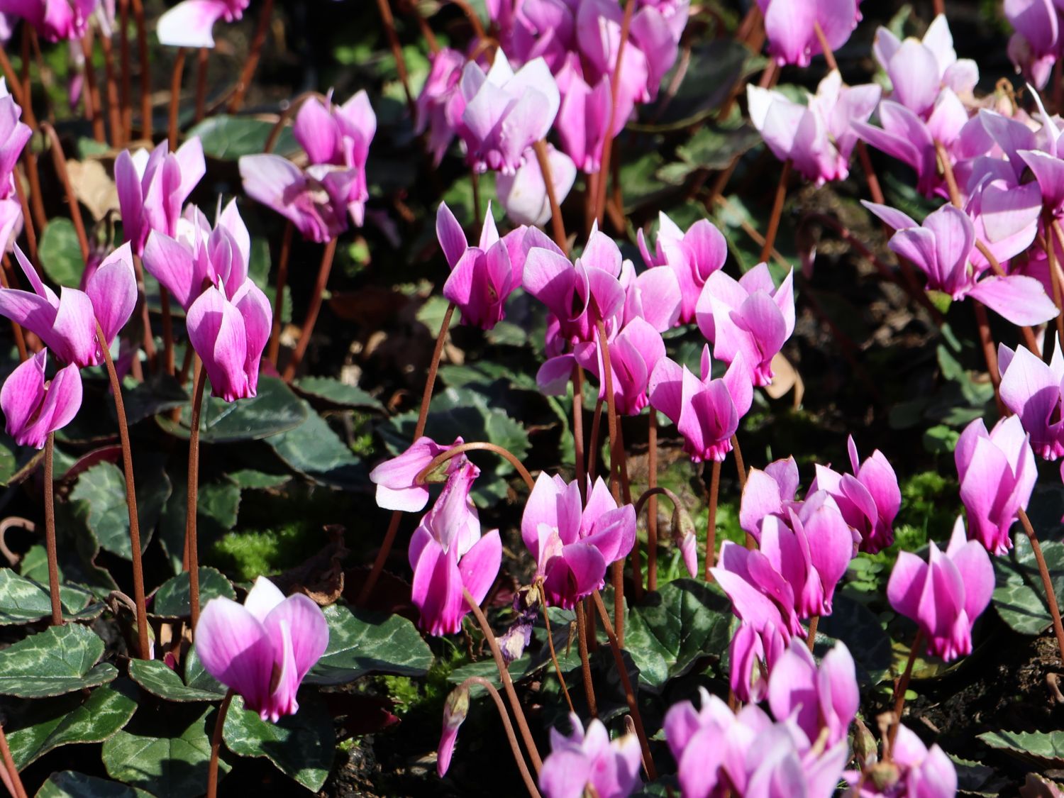 Herbst Alpenveilchen 'Amaze Me Pink' - Cyclamen hederifolium 'Amaze Me Pink'