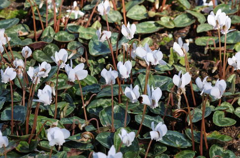 Herbst-Alpenveilchen 'Amaze Me White' - Cyclamen hederifolium 'Amaze Me White'