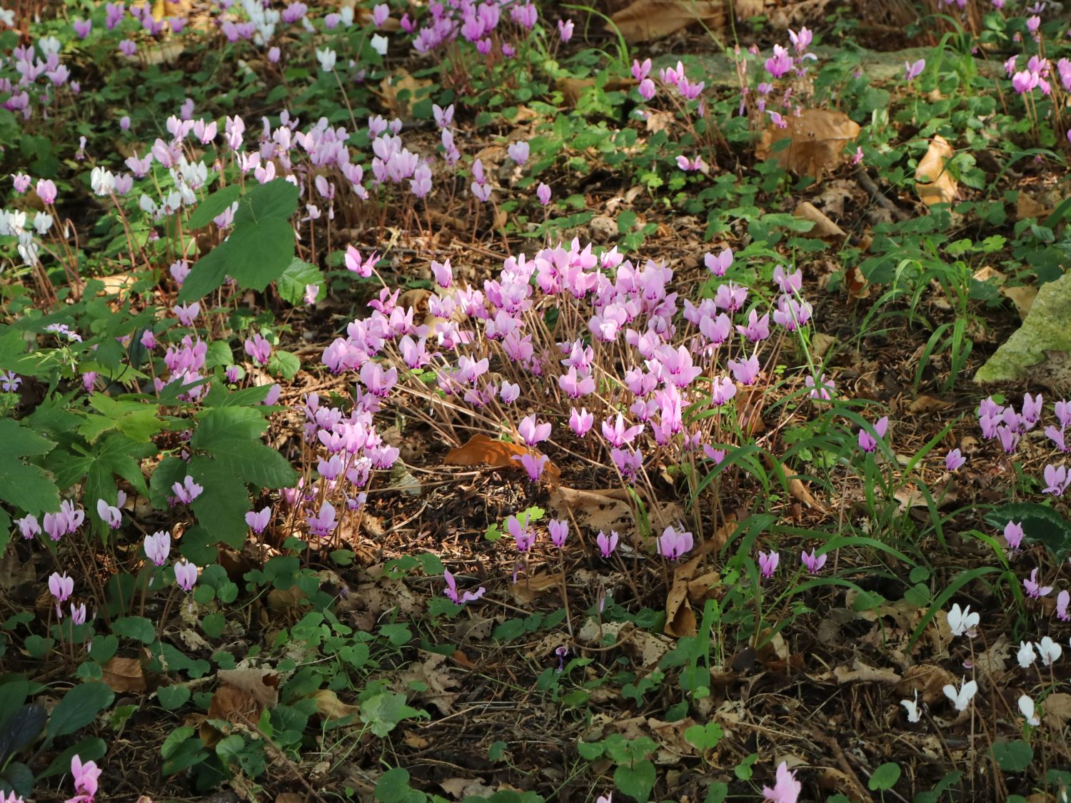 Herbst-Alpenveilchen - Cyclamen hederifolium