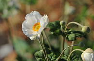 Herbst-Anemone 'Andrea Atkinson'