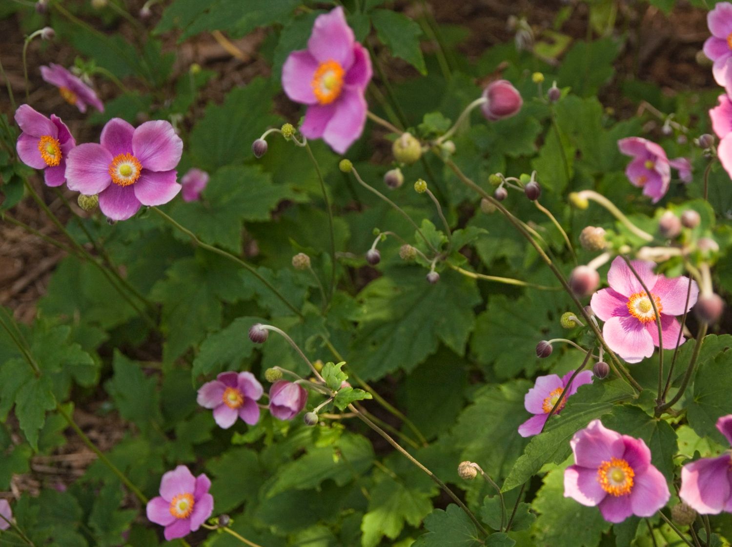 Herbst-Anemone 'Bowles Purple'