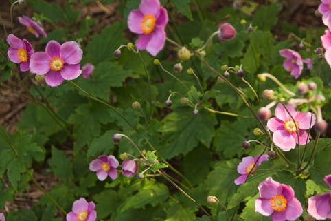 Herbst-Anemone 'Bowles Purple' - Anemone hupehensis 'Bowles Purple'