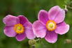 Herbst-Anemone 'Bowles Purple' - Anemone hupehensis 'Bowles Purple'