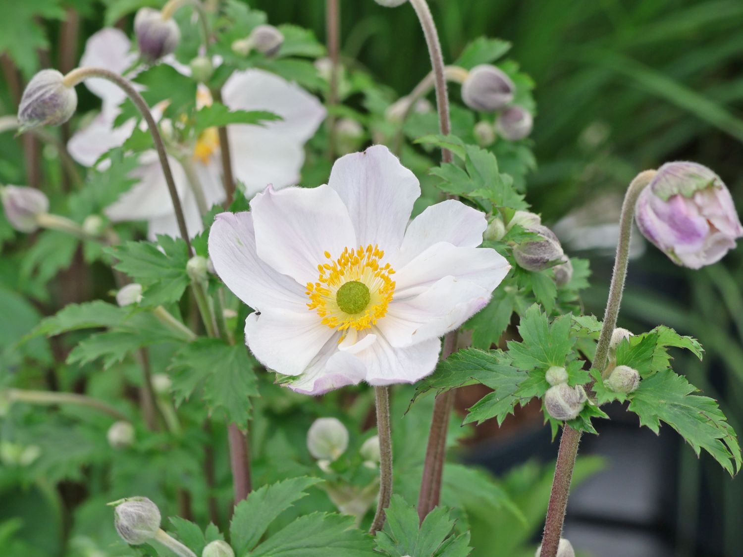 Herbst-Anemone 'Elfin Swan'