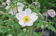 Herbst-Anemone 'Elfin Swan'