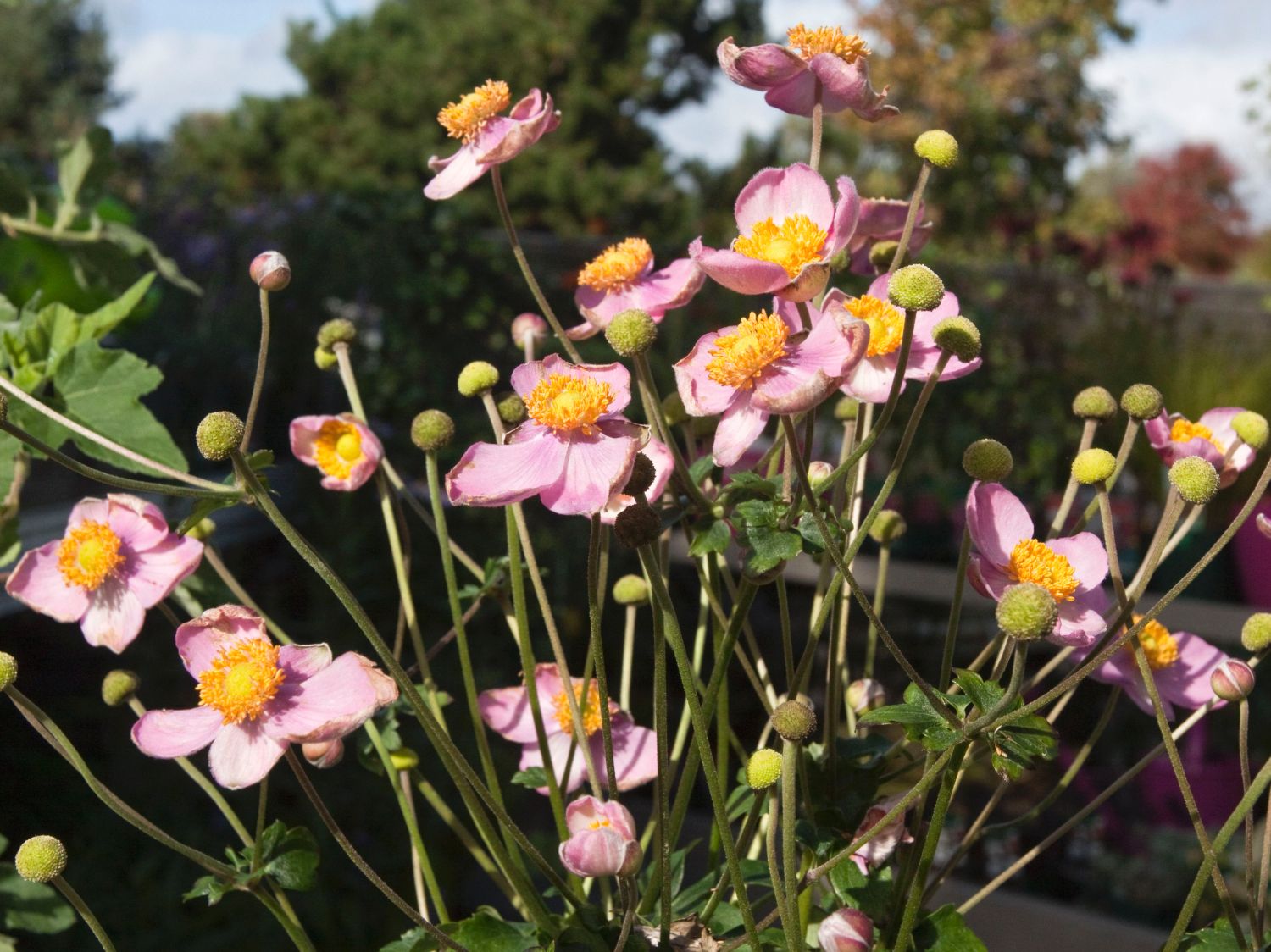 Herbst-Anemone Fantasy-Serie Cinderella'