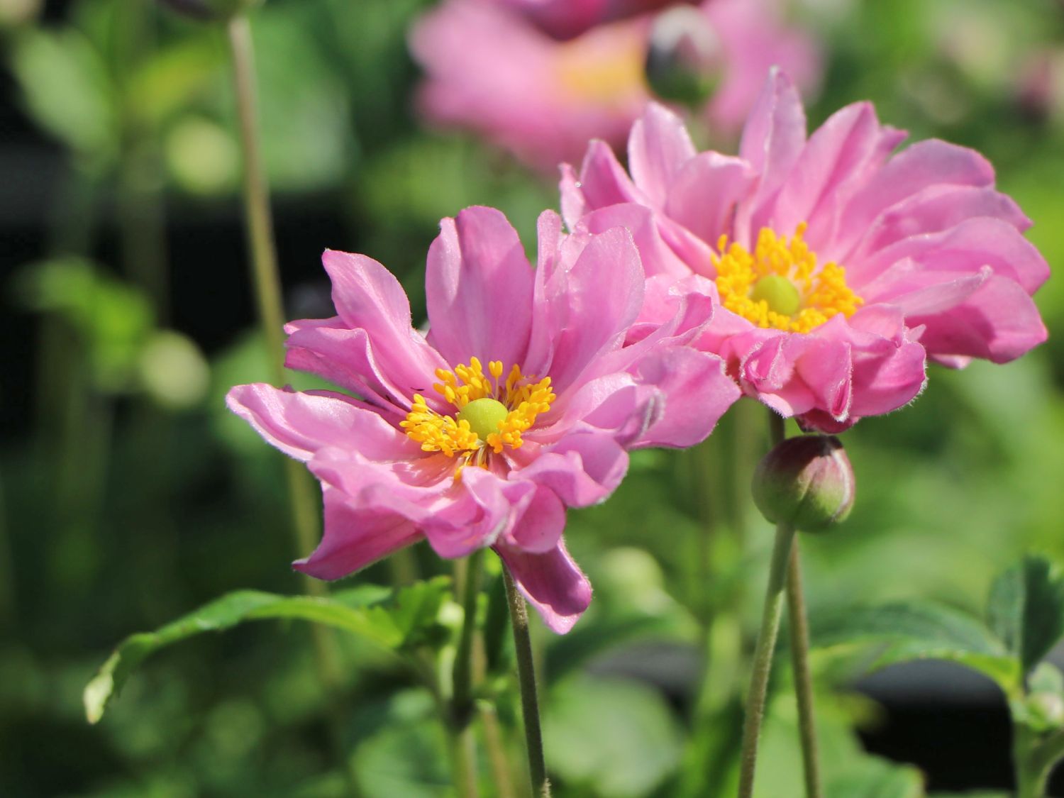 Herbst-Anemone Fantasy 'Pocahontas'