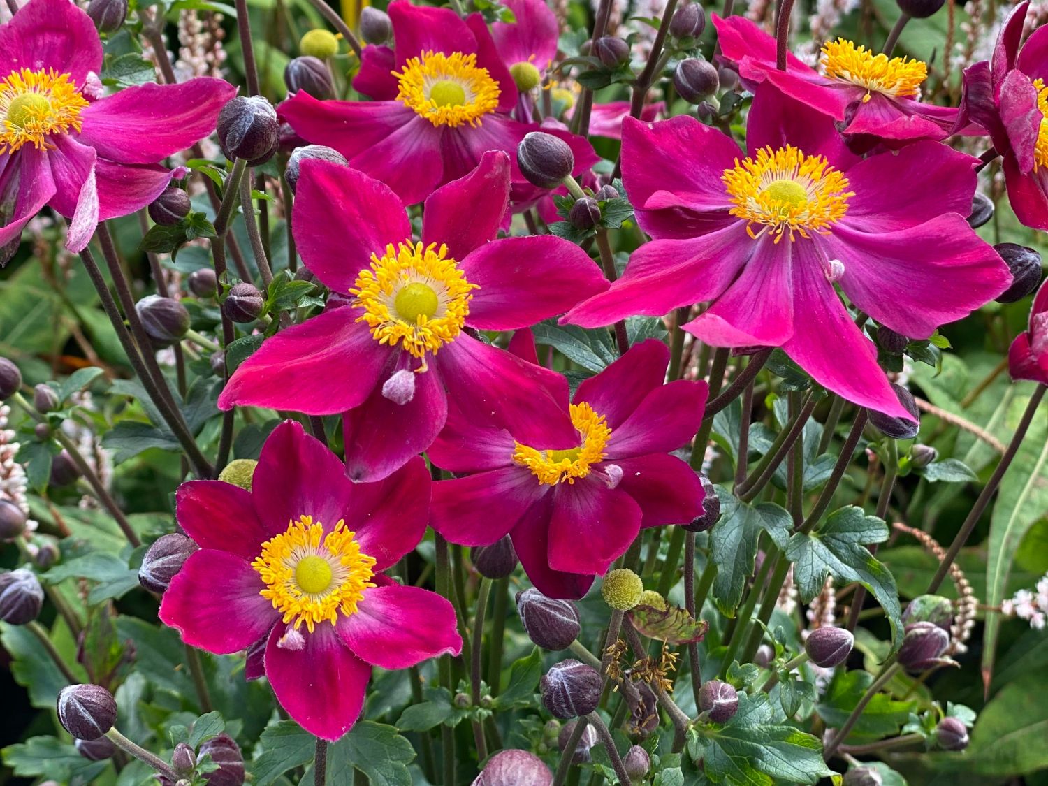 Herbst-Anemone Fantasy-Serie 'Ariel'