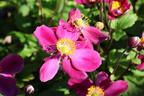 Herbst-Anemone Fantasy-Serie 'Ariel' - Anemone hupehensis Fantasy-Serie 'Ariel'