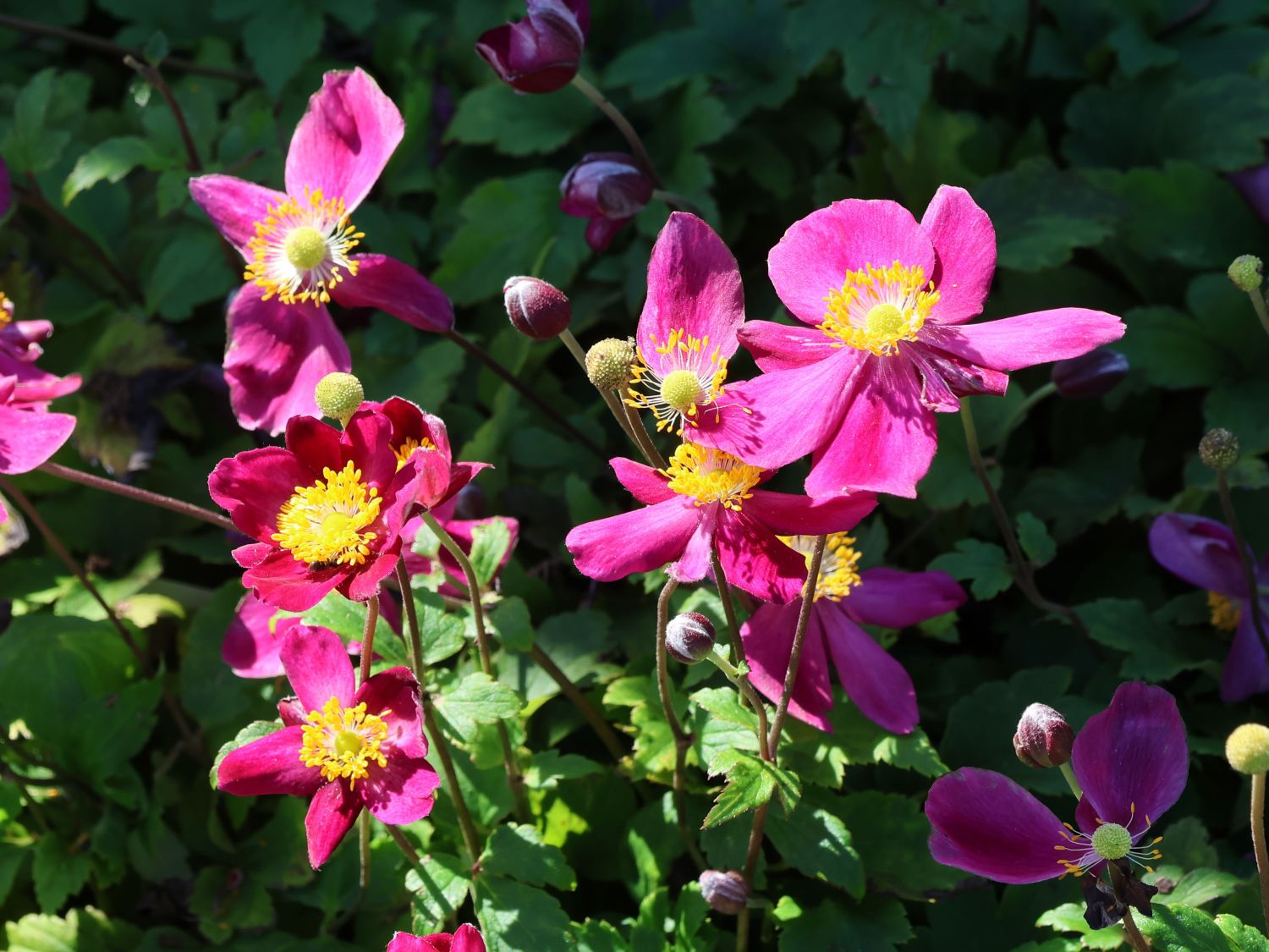 Herbst-Anemone Fantasy-Serie 'Ariel' - Anemone hupehensis Fantasy-Serie 'Ariel'