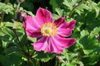 Herbst-Anemone Fantasy-Serie 'Ariel' - Anemone hupehensis Fantasy-Serie 'Ariel'