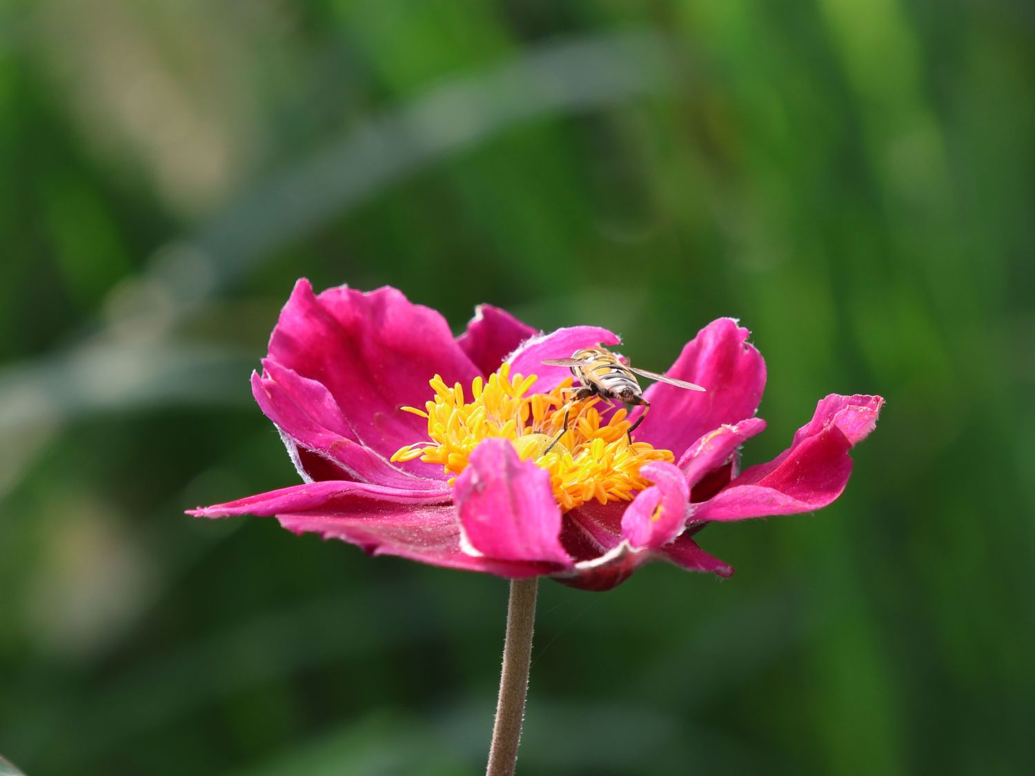 Herbst-Anemone Fantasy-Serie 'Ariel' - Anemone hupehensis Fantasy-Serie 'Ariel'