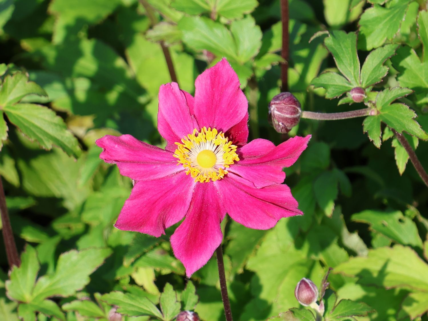 Herbst-Anemone Fantasy-Serie 'Ariel' - Anemone hupehensis Fantasy-Serie 'Ariel'