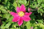 Herbst-Anemone Fantasy-Serie 'Ariel' - Anemone hupehensis Fantasy-Serie 'Ariel'