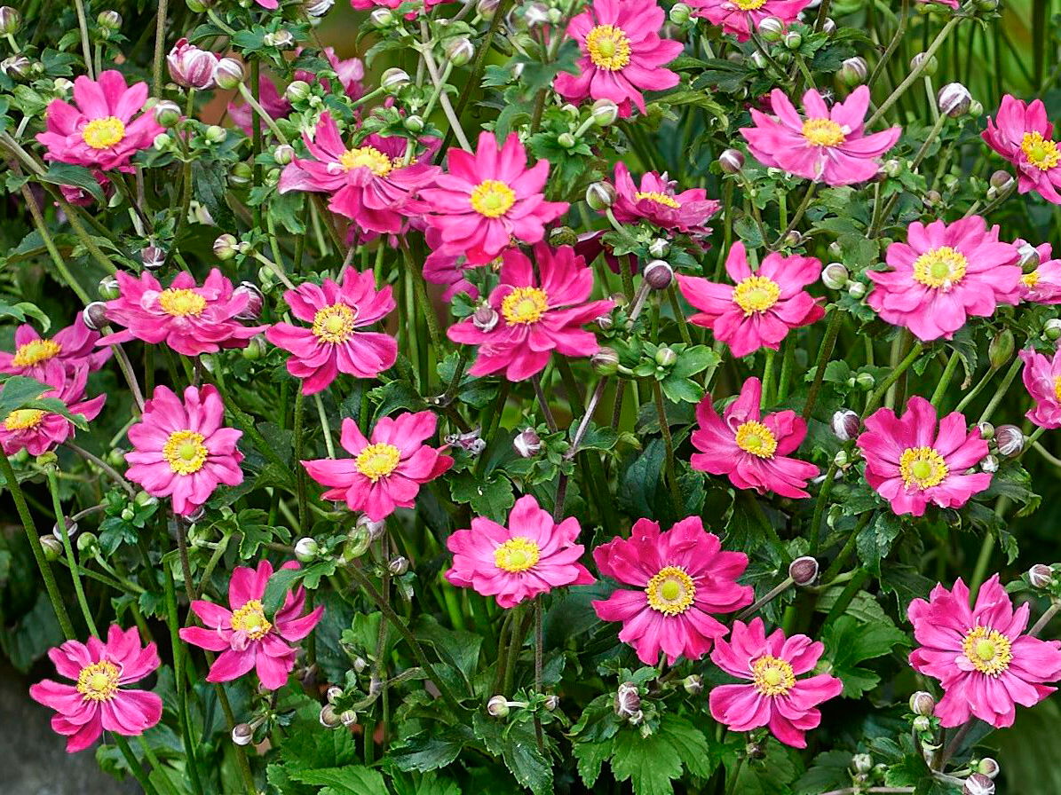 Herbst-Anemone Fantasy-Serie 'Aurora'