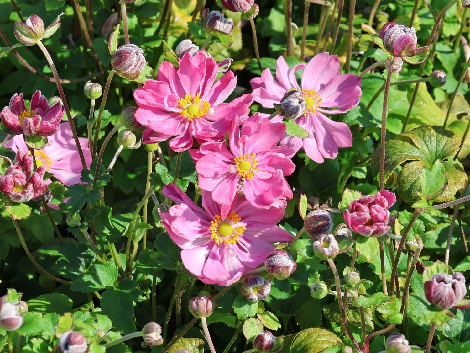 Herbst-Anemone Fantasy-Serie 'Belle'