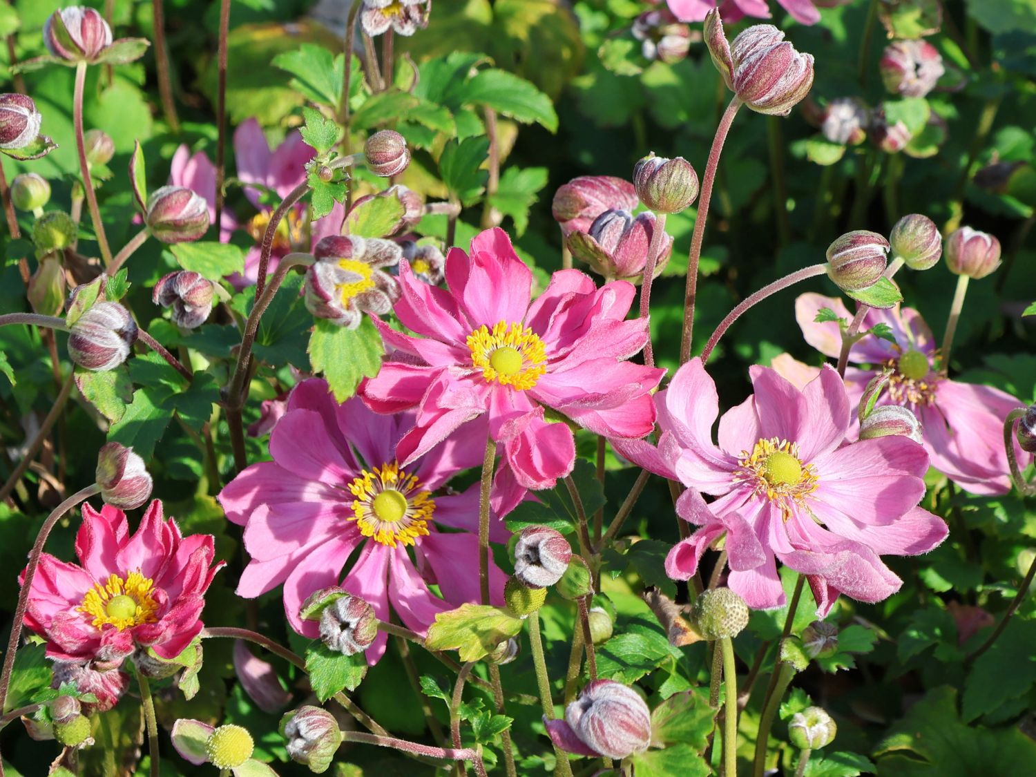 Herbst-Anemone Fantasy-Serie 'Belle' - Anemone hupehensis Fantasy-Serie 'Belle'