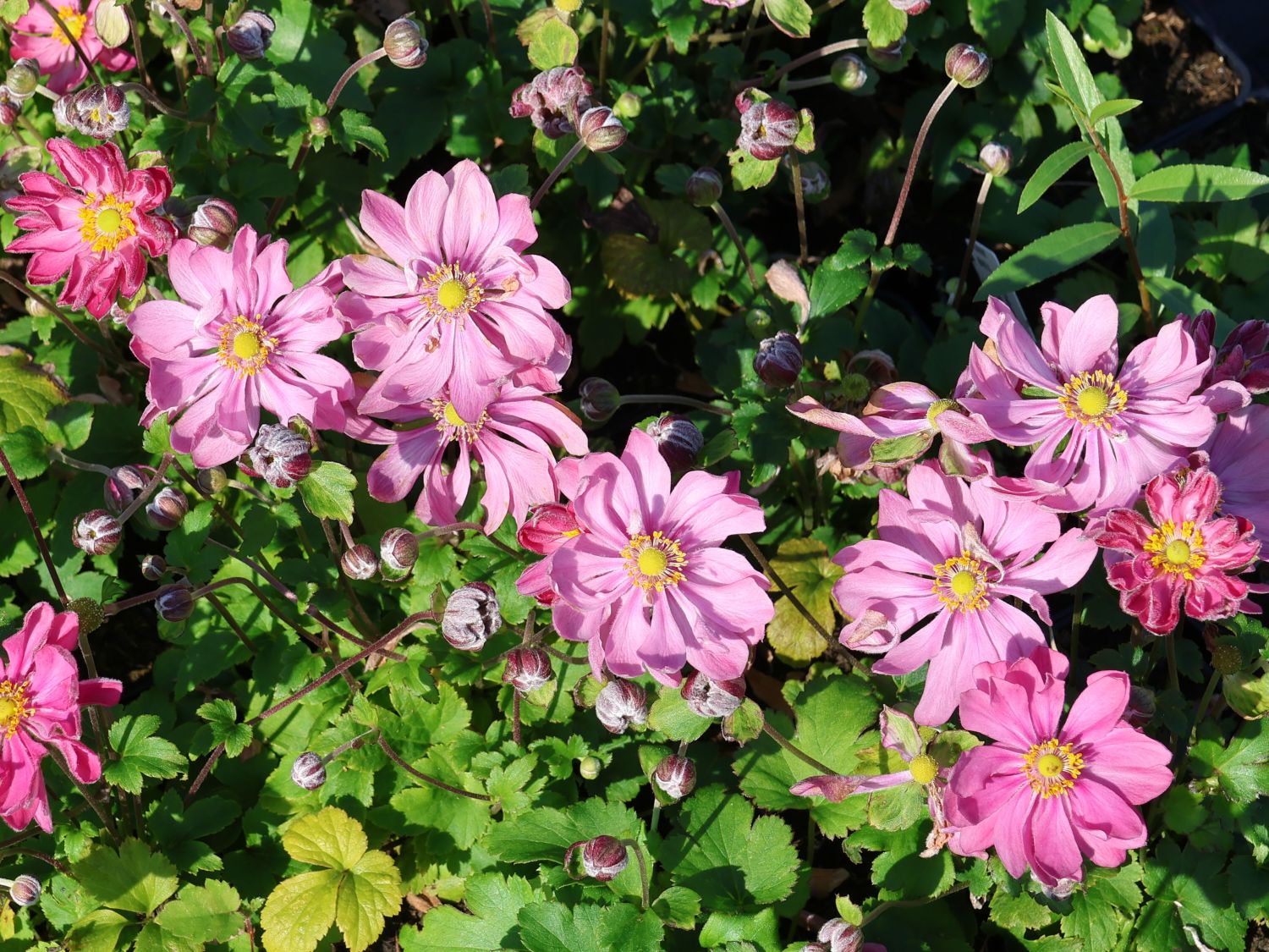 Herbst-Anemone Fantasy-Serie 'Belle' - Anemone hupehensis Fantasy-Serie 'Belle'