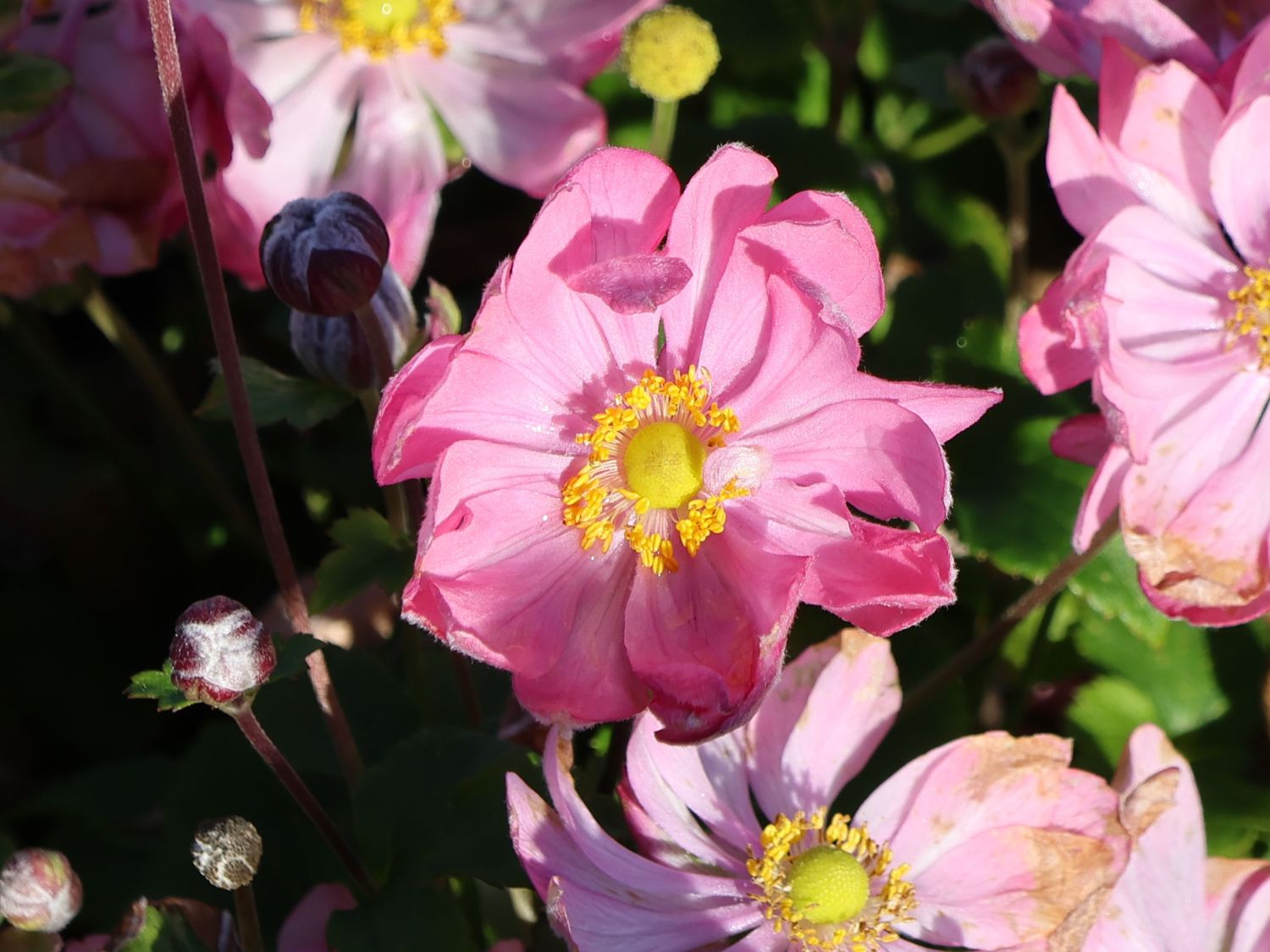 Herbst-Anemone Fantasy-Serie 'Belle' - Anemone hupehensis Fantasy-Serie 'Belle'