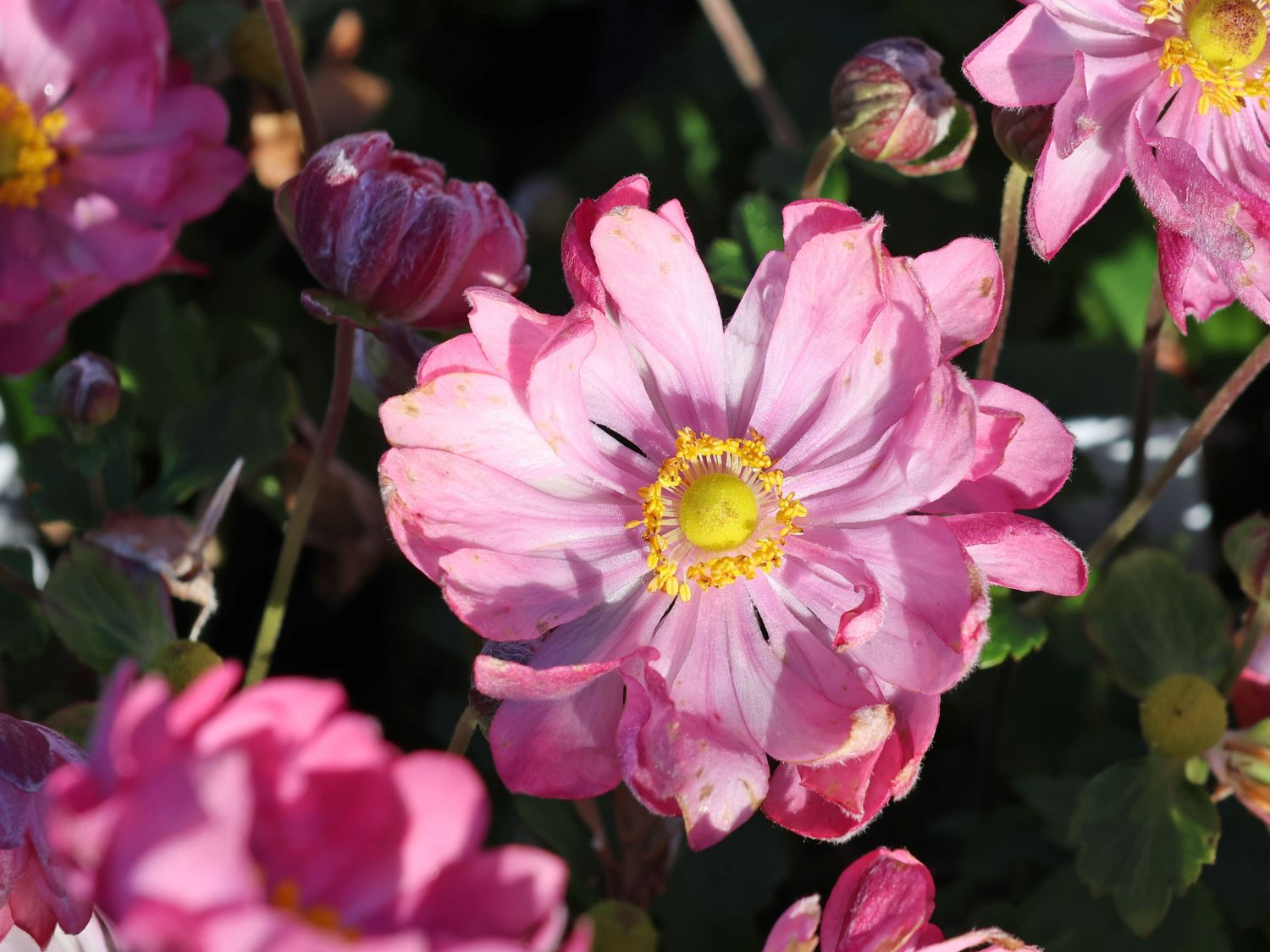 Herbst-Anemone Fantasy-Serie 'Belle' - Anemone hupehensis Fantasy-Serie 'Belle'