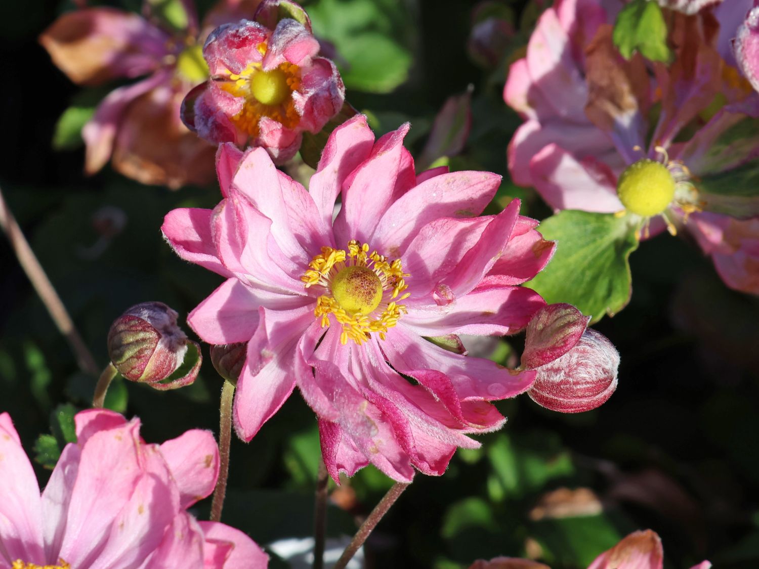 Herbst-Anemone Fantasy-Serie 'Belle' - Anemone hupehensis Fantasy-Serie 'Belle'