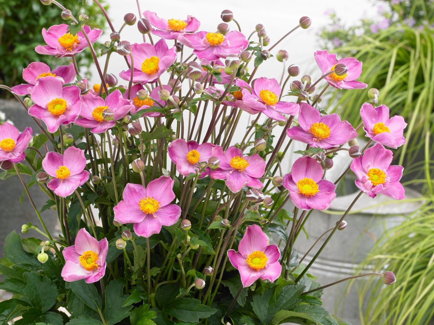 Herbst-Anemone Fantasy-Serie Cinderella' - Anemone hupehensis Fantasy-Serie 'Cinderella'