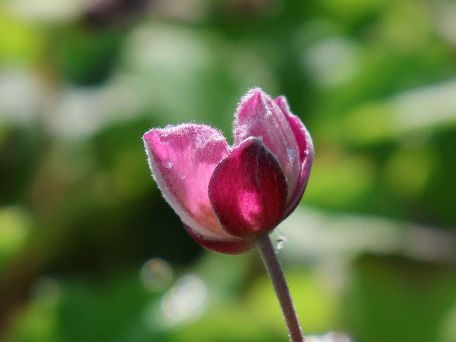 Herbst-Anemone Fantasy-Serie Cinderella' - Anemone hupehensis Fantasy-Serie 'Cinderella'